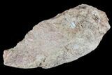 Polished Dinosaur Bone (Gembone) Section - Colorado #86835-2